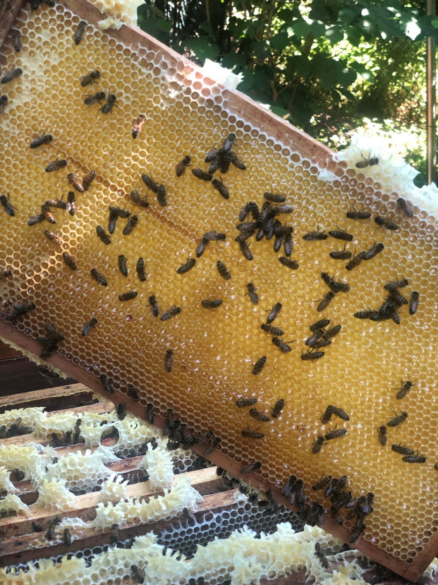 Frische Honigwabe, Wabenhonig mit Wachs aus dem Bienenstock