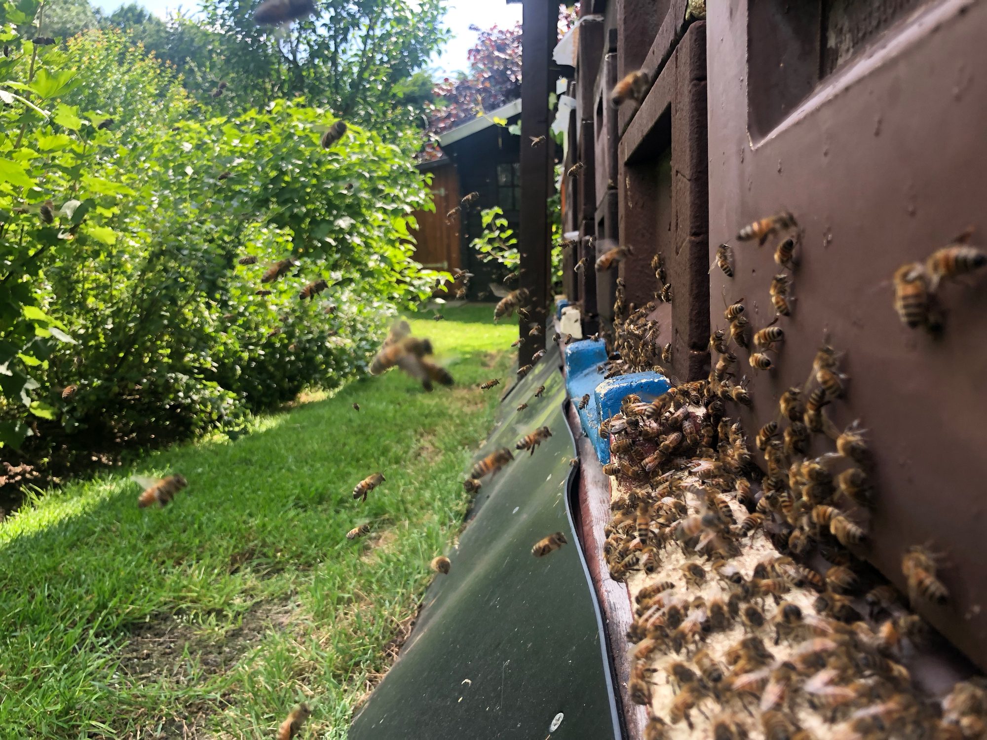 Bienen im Anflug